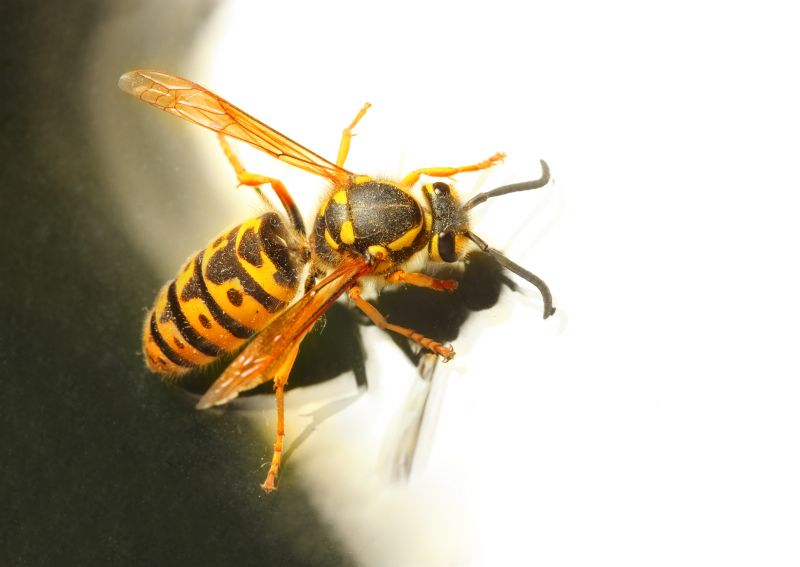 Wasp Extermination Service
